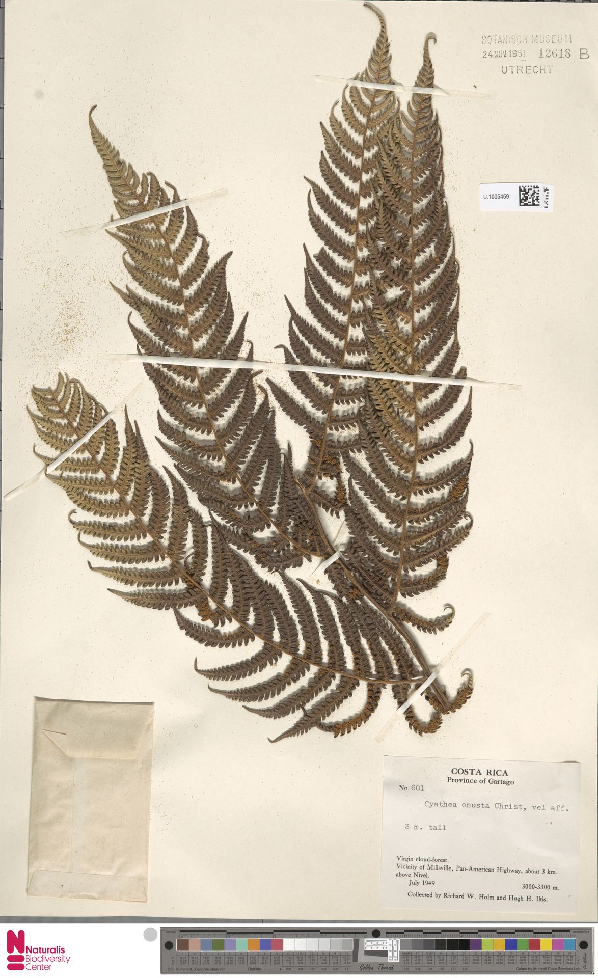 Cyathea fulva image