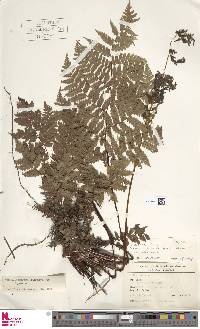 Cyathea aspera image