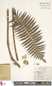 Cyathea armata image