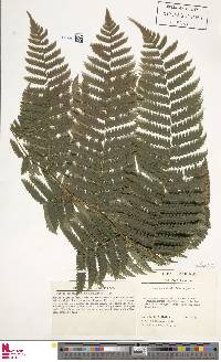 Cyathea pungens image