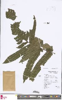 Cyathea spectabilis image