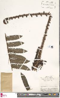 Image of Cyathea ursina