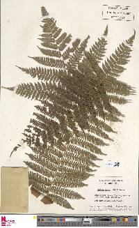 Cyathea tenera image