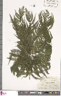 Alsophila capensis image