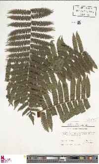 Cyathea pungens image