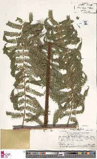 Cyathea microdonta image