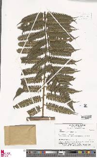 Image of Cyathea lechleri