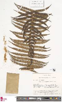 Cyathea conjugata image