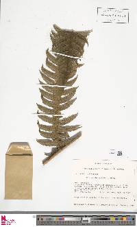 Cyathea horrida image