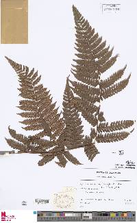 Image of Cyathea brunnescens