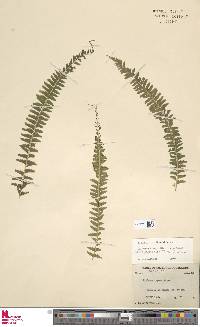 Lindsaea yaeyamensis image