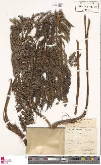 Cyathea atrovirens image