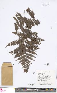 Cyathea traillii image