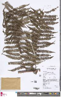 Cyathea microdonta image