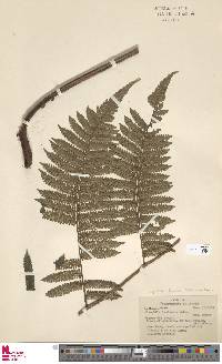 Cyathea lasiosora image