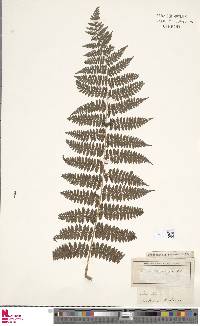 Dennstaedtia anthriscifolia image