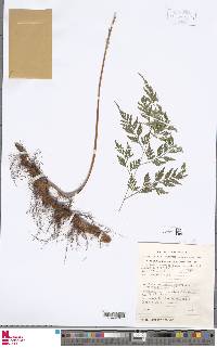 Davallia chaerophylloides image