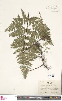 Dennstaedtia zeylanica image