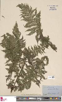 Dennstaedtia davallioides image