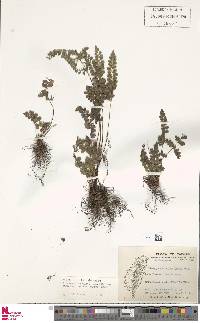 Lindsaea bonii image
