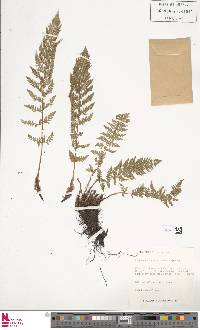 Athyrium distentifolium image