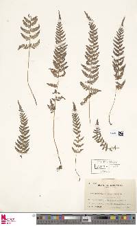 Dennstaedtia hirsuta image