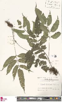 Anisocampium cumingianum image