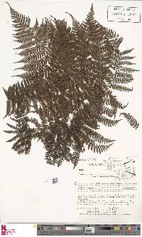 Athyrium scandicinum image