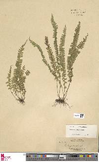 Lindsaea lucida image