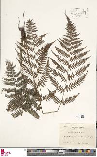 Athyrium iseanum image