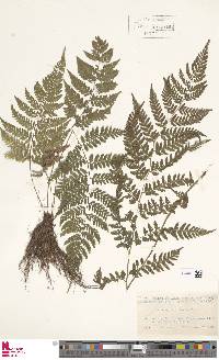 Athyrium iseanum image