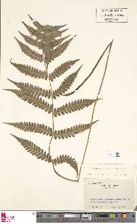 Deparia dimorphophylla image