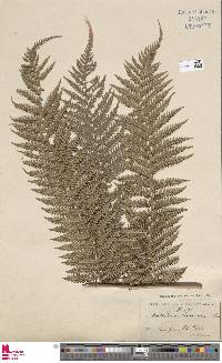 Dicksonia sellowiana image