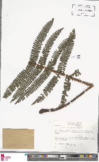 Dryopteris apiciflora image