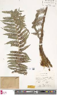 Dicksonia karsteniana image