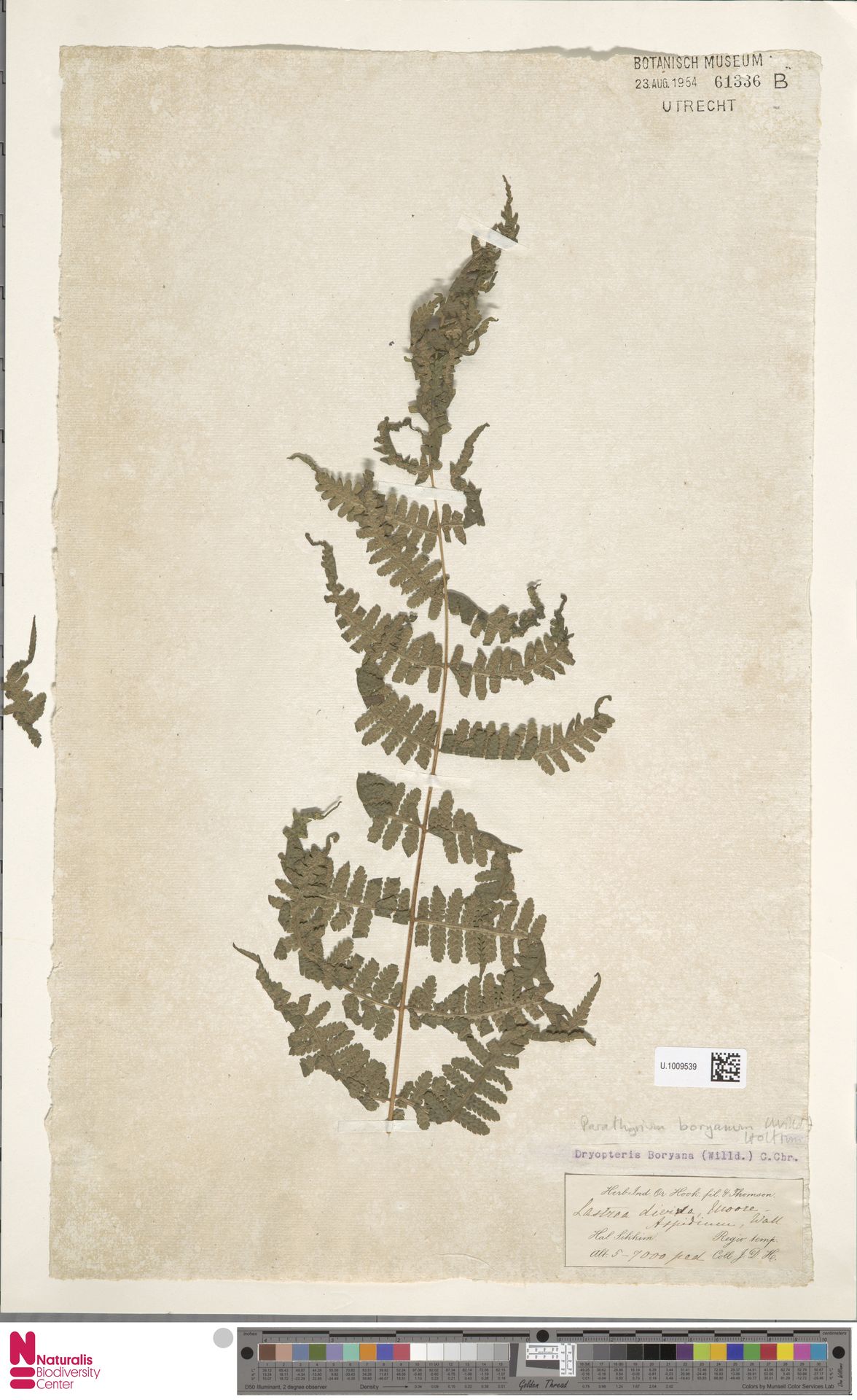 Deparia boryana subsp. boryana image