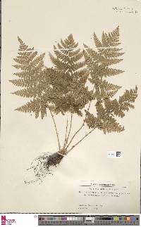 Dryopteris campyloptera image