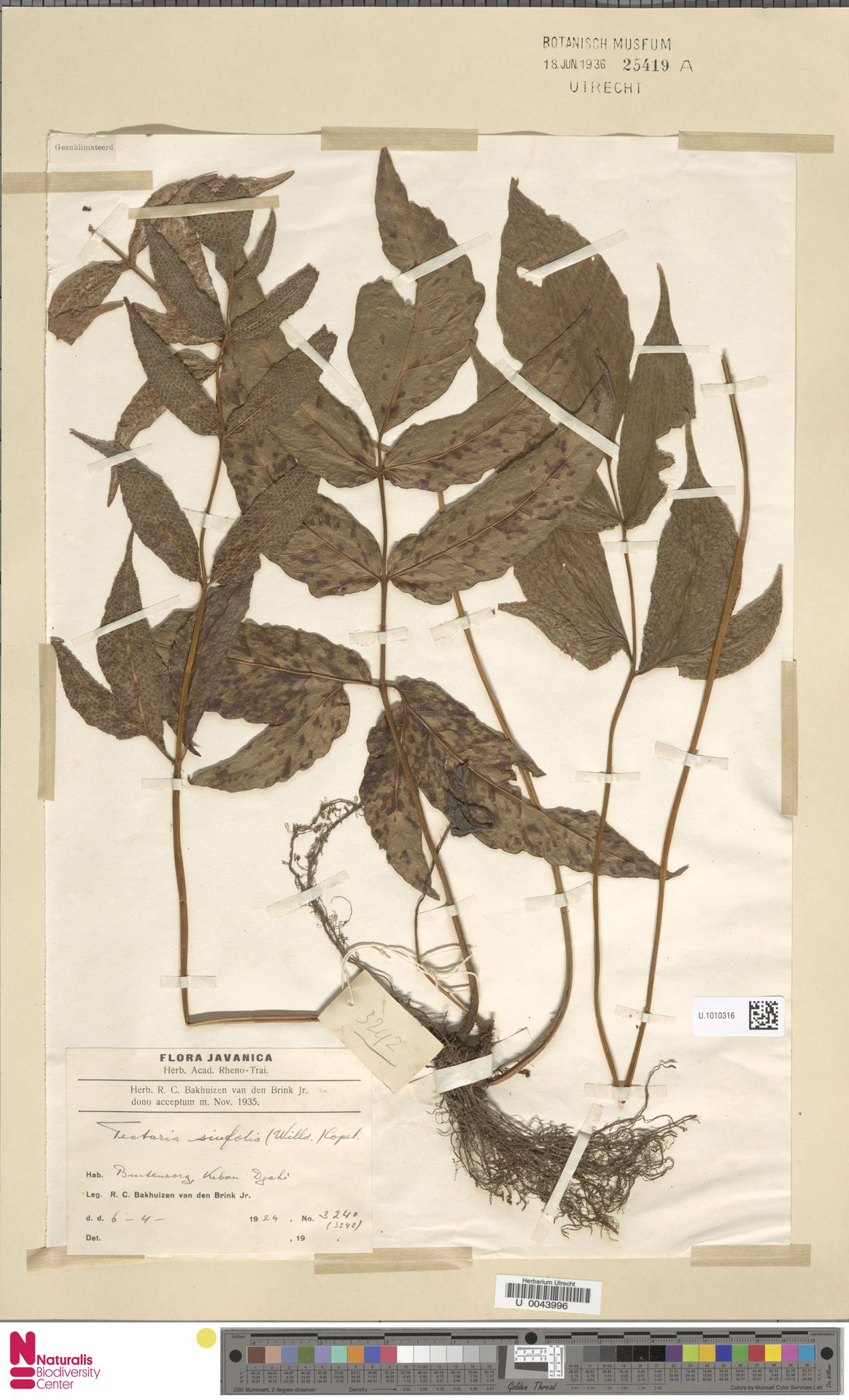 Tectaria siifolia image