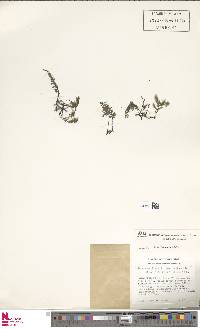 Didymoglossum kraussii image