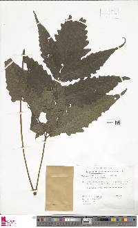 Tectaria heracleifolia var. heracleifolia image