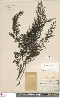 Trichomanes scandens image