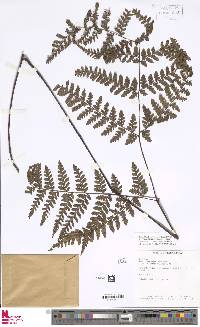 Triplophyllum angustifolium image