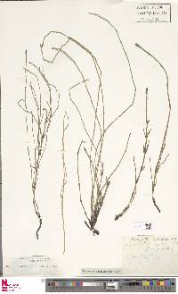 Equisetum ramosissimum subsp. ramosissimum image