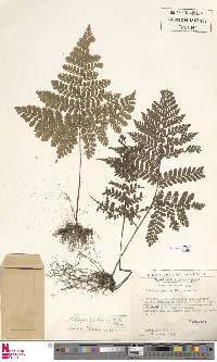 Triplophyllum pilosissimum image