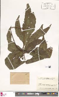 Tectaria trifoliata image