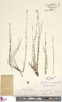 Equisetum ramosissimum subsp. ramosissimum image