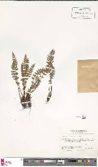 Woodsia ilvensis image