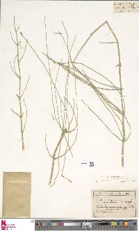 Equisetum ramosissimum subsp. ramosissimum image