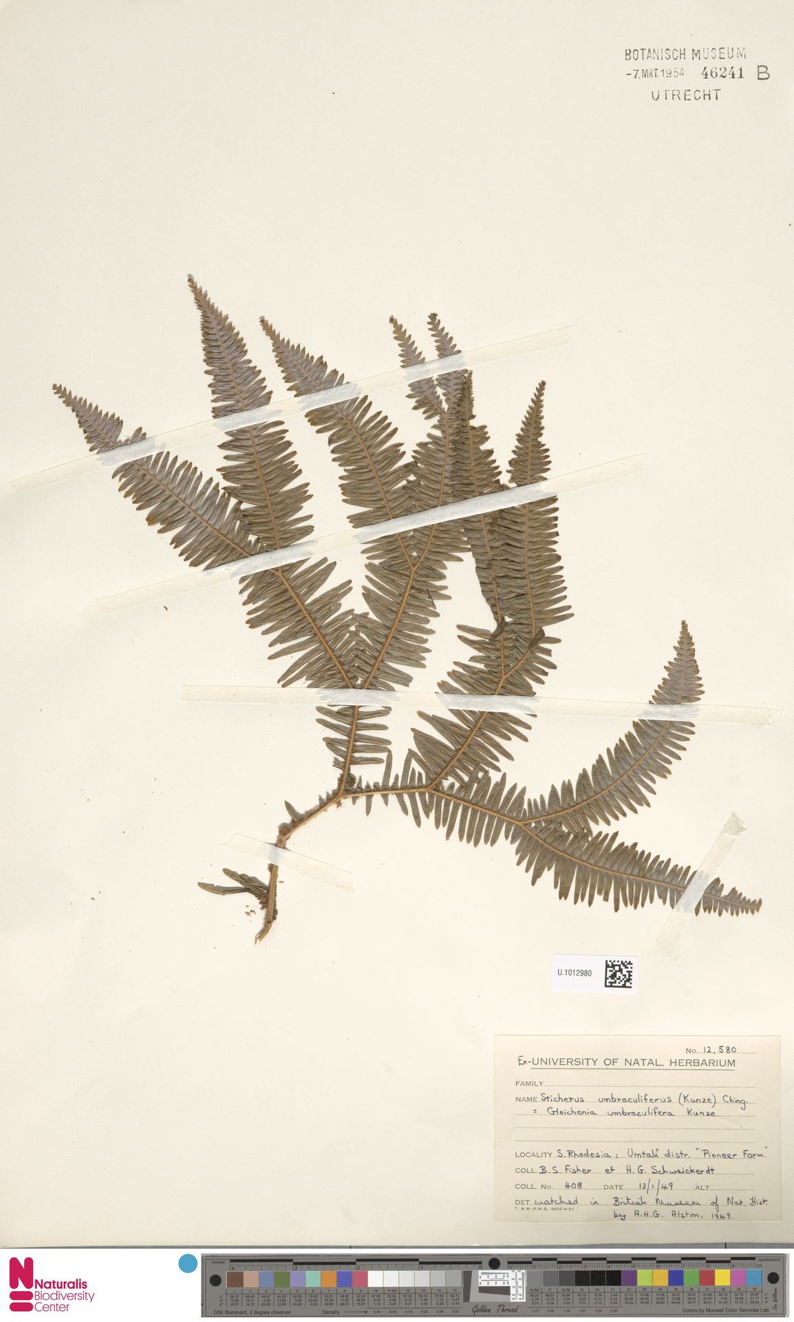 Gleichenia polypodioides image