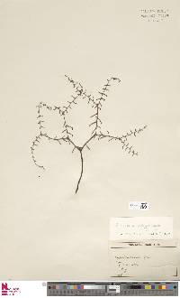 Gleichenia polypodioides image